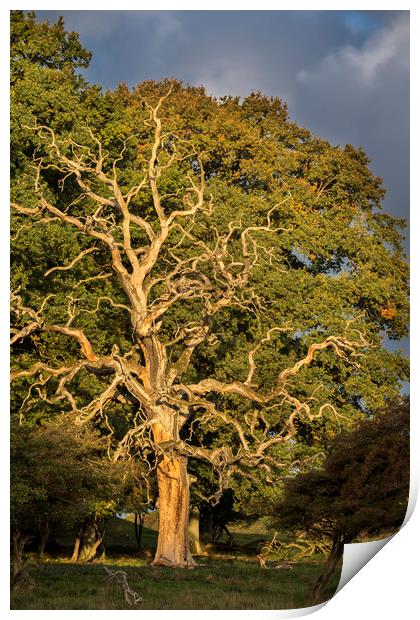 Dead English Oak Tree Print by Arterra 