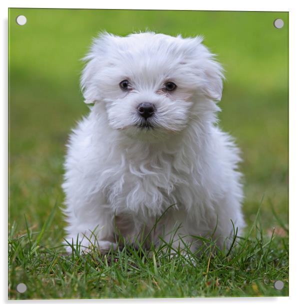Cute Maltese Puppy Acrylic by Arterra 