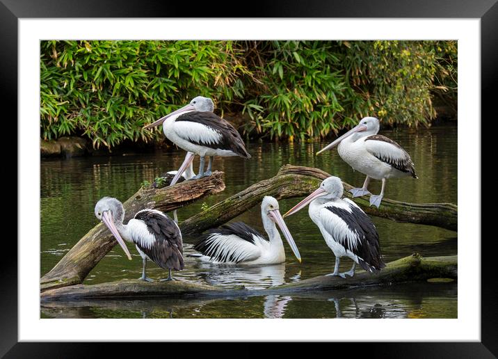Australian pelicans  Framed Mounted Print by Arterra 