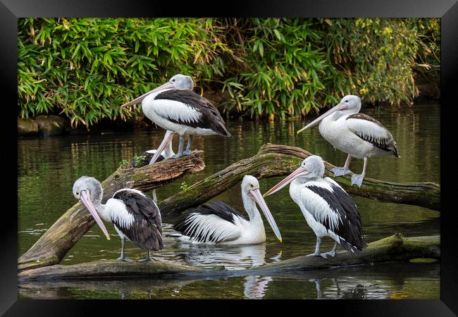 Australian pelicans  Framed Print by Arterra 
