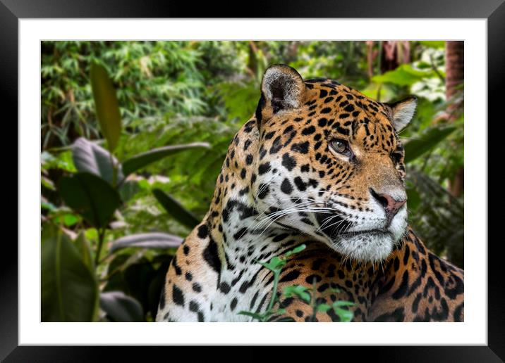Jaguar Framed Mounted Print by Arterra 