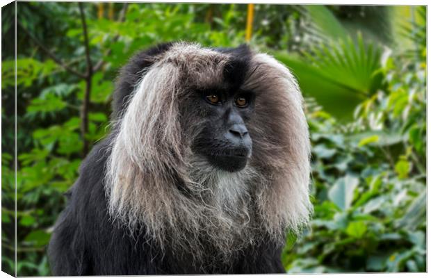 Lion-tailed Macaque Canvas Print by Arterra 