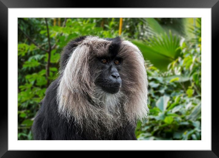 Lion-tailed Macaque Framed Mounted Print by Arterra 