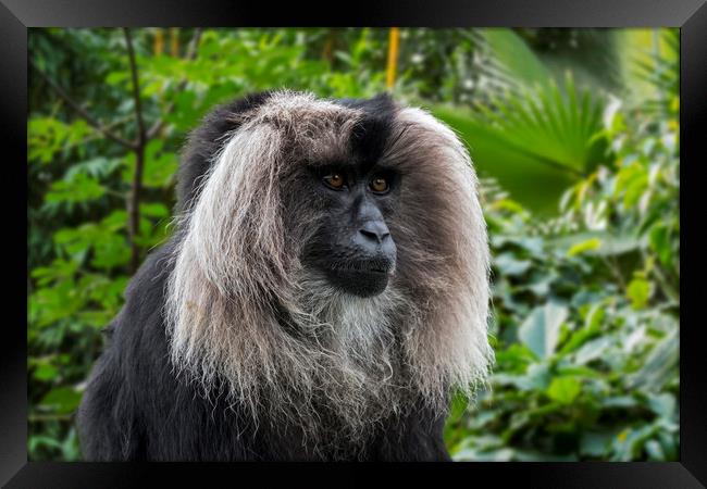 Lion-tailed Macaque Framed Print by Arterra 