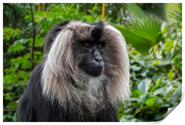 Lion-tailed Macaque Print by Arterra 