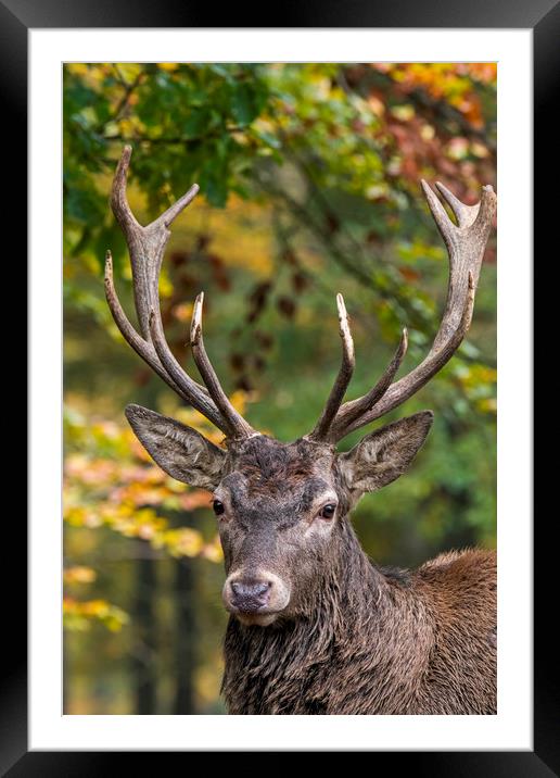King of the Forest Framed Mounted Print by Arterra 