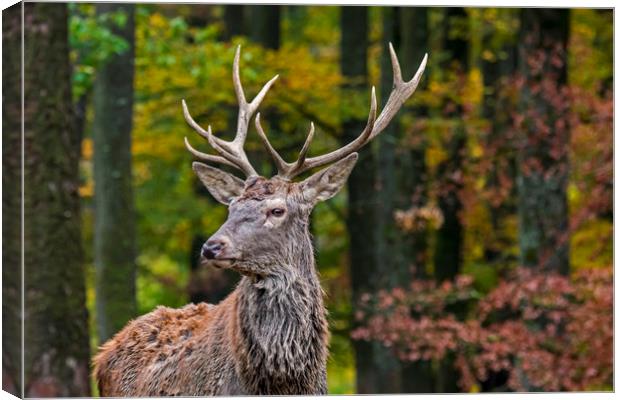 Young Red Deer Stag in Autumn Forest Canvas Print by Arterra 