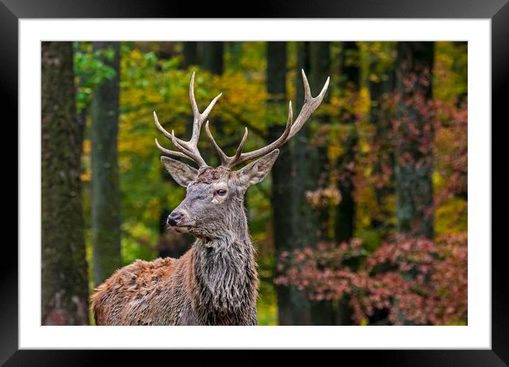 Young Red Deer Stag in Autumn Forest Framed Mounted Print by Arterra 