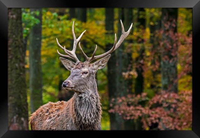 Young Red Deer Stag in Autumn Forest Framed Print by Arterra 