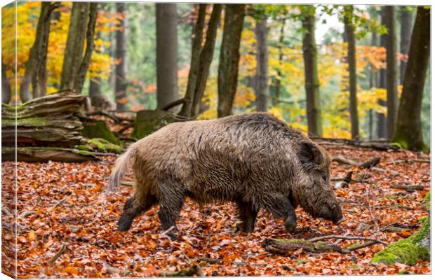 Wild Boar in Autumn Forest Canvas Print by Arterra 