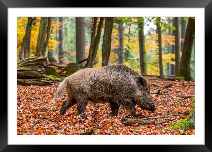 Wild Boar in Autumn Forest Framed Mounted Print by Arterra 