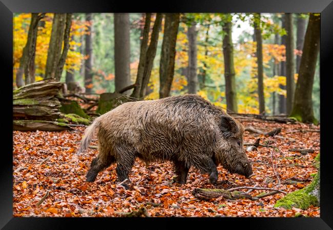 Wild Boar in Autumn Forest Framed Print by Arterra 
