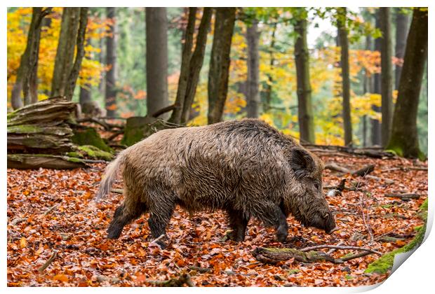 Wild Boar in Autumn Forest Print by Arterra 