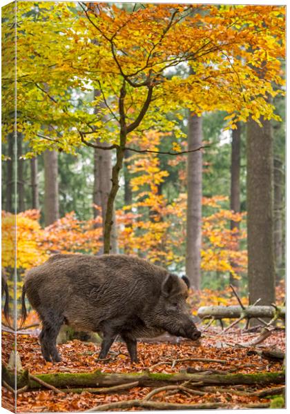 Wild Boar in the Fall Canvas Print by Arterra 