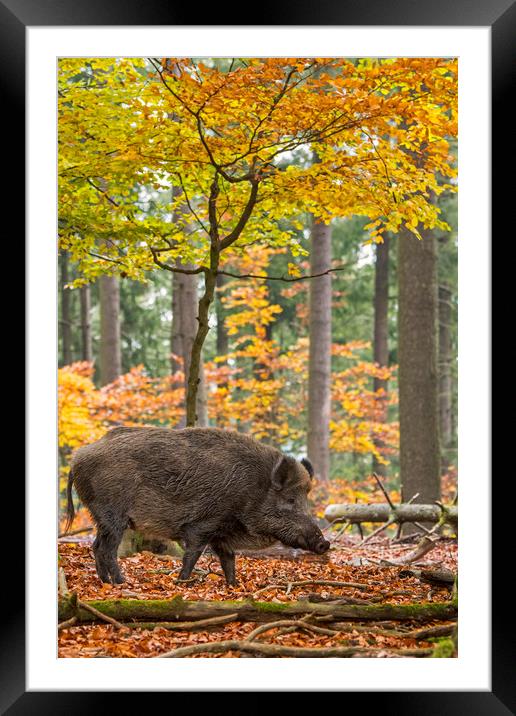 Wild Boar in the Fall Framed Mounted Print by Arterra 