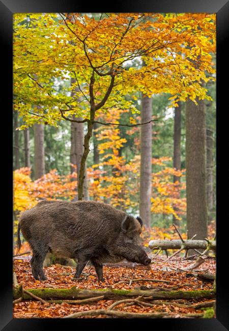 Wild Boar in the Fall Framed Print by Arterra 