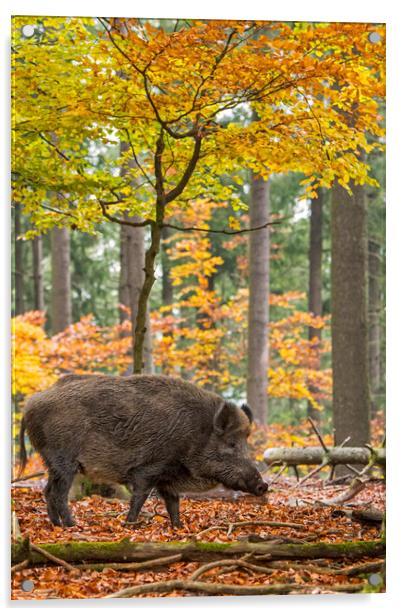Wild Boar in the Fall Acrylic by Arterra 