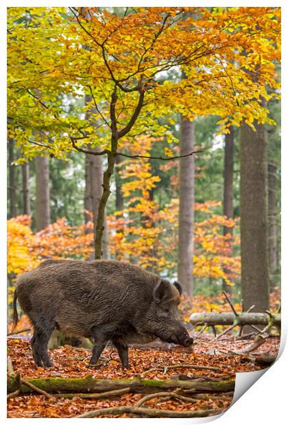 Wild Boar in the Fall Print by Arterra 
