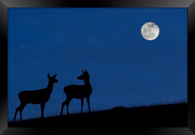 Red Deer Hinds at Night Framed Print by Arterra 