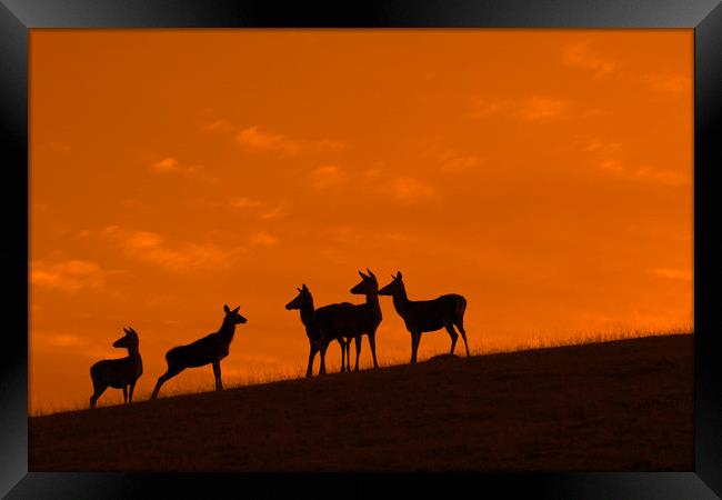 Red Deer Hinds at Sunset Framed Print by Arterra 