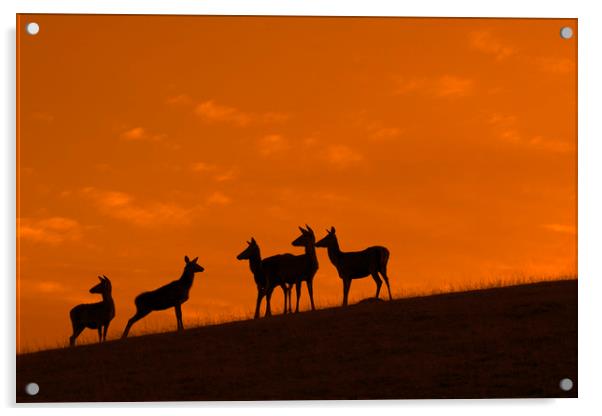 Red Deer Hinds at Sunset Acrylic by Arterra 