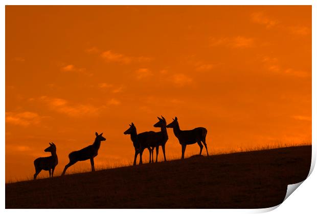 Red Deer Hinds at Sunset Print by Arterra 