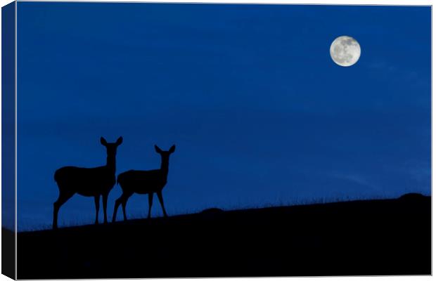Red deer with Young at Night Canvas Print by Arterra 
