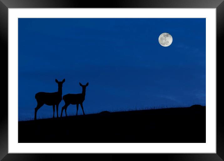 Red deer with Young at Night Framed Mounted Print by Arterra 