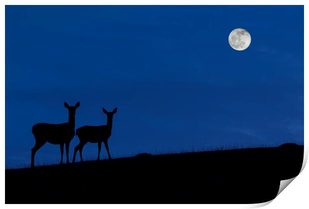 Red deer with Young at Night Print by Arterra 