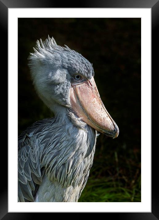 African Shoe-billed Stork Framed Mounted Print by Arterra 