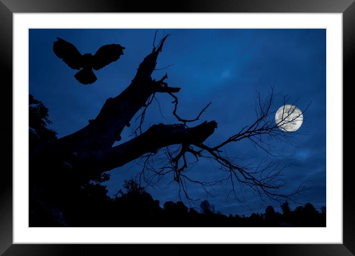 Owl Landing in Tree at Night Framed Mounted Print by Arterra 