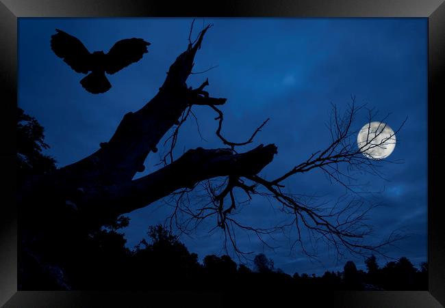 Owl Landing in Tree at Night Framed Print by Arterra 