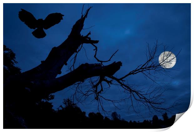 Owl Landing in Tree at Night Print by Arterra 
