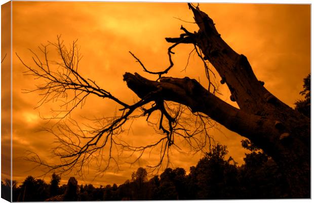 Spooky Forest at Sunset Canvas Print by Arterra 