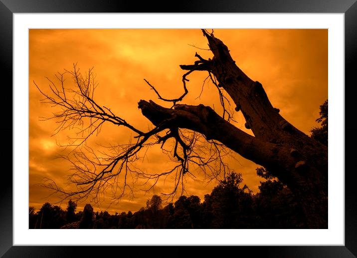 Spooky Forest at Sunset Framed Mounted Print by Arterra 