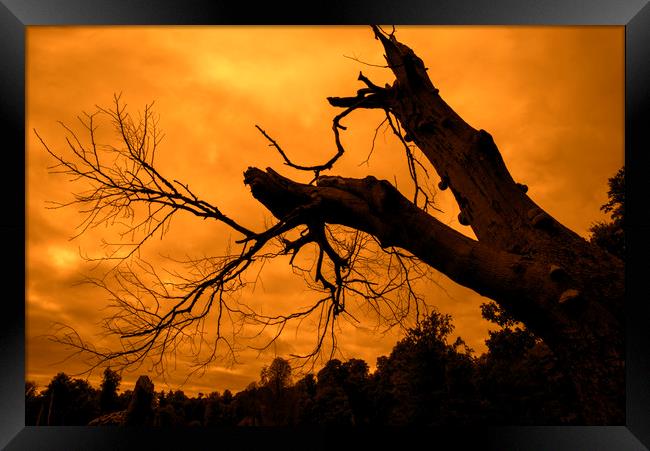 Spooky Forest at Sunset Framed Print by Arterra 