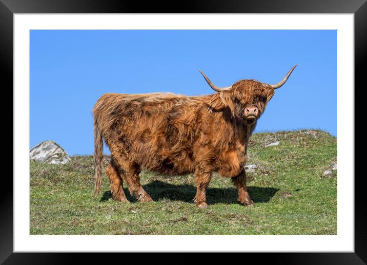 Highland Cow, Scotland Framed Mounted Print by Arterra 