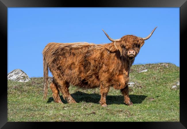 Highland Cow, Scotland Framed Print by Arterra 