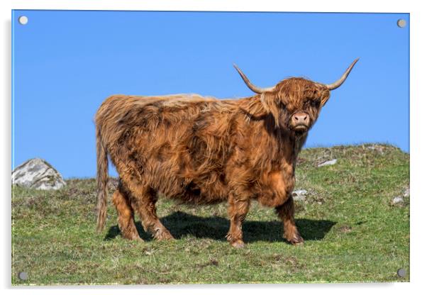 Highland Cow, Scotland Acrylic by Arterra 