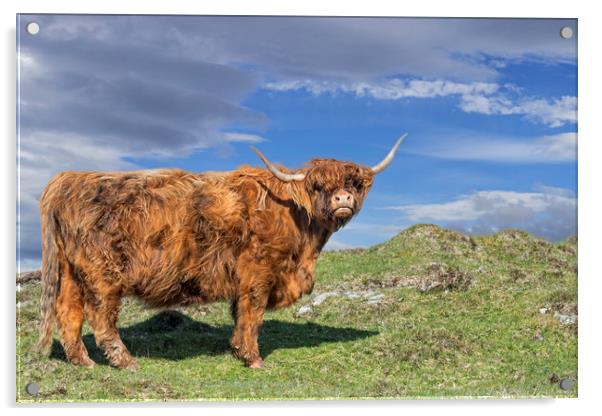 Highlander in Scotland Acrylic by Arterra 