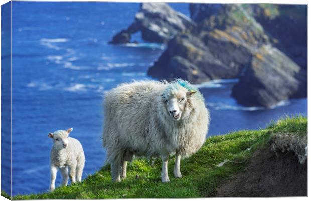Sheep at Hermaness, Unst, Shetland Islands Canvas Print by Arterra 