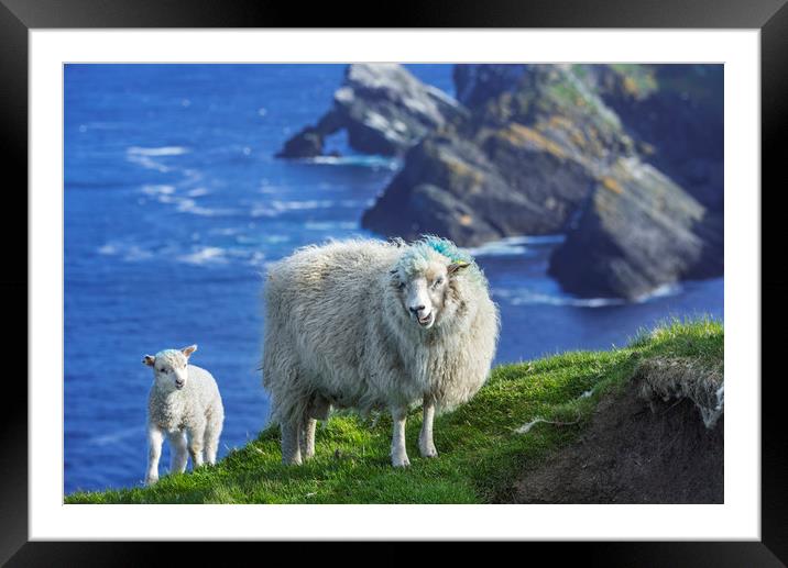 Sheep at Hermaness, Unst, Shetland Islands Framed Mounted Print by Arterra 