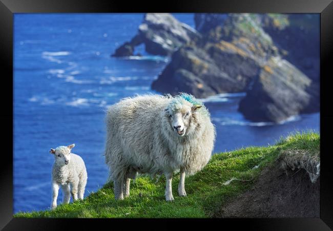 Sheep at Hermaness, Unst, Shetland Islands Framed Print by Arterra 