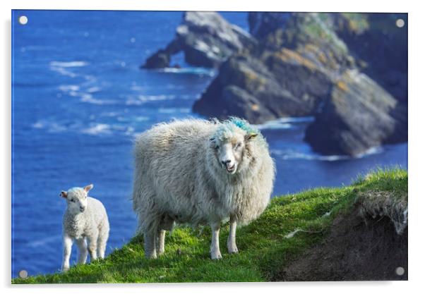 Sheep at Hermaness, Unst, Shetland Islands Acrylic by Arterra 