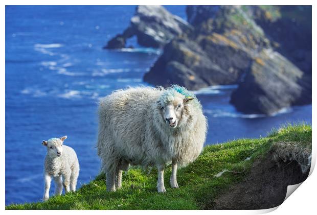 Sheep at Hermaness, Unst, Shetland Islands Print by Arterra 