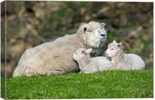 Sheep with Two Lambs Canvas Print by Arterra 