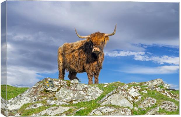 Highland Cattle Canvas Print by Arterra 
