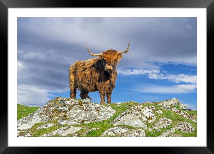 Highland Cattle Framed Mounted Print by Arterra 