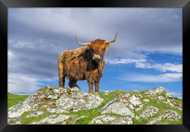 Highland Cattle Framed Print by Arterra 