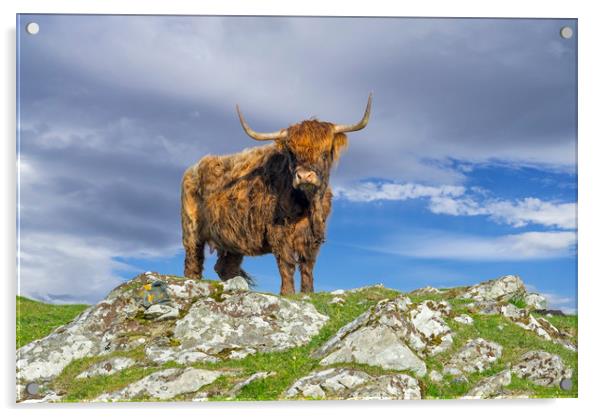 Highland Cattle Acrylic by Arterra 